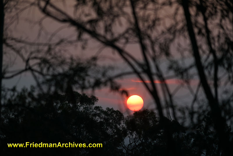 australia,sunset,sunrise,trees,branches,leaves,orange,silhouette,